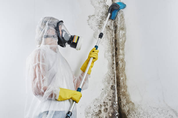 Best Same-Day Mold Removal  in Cortland West, NY