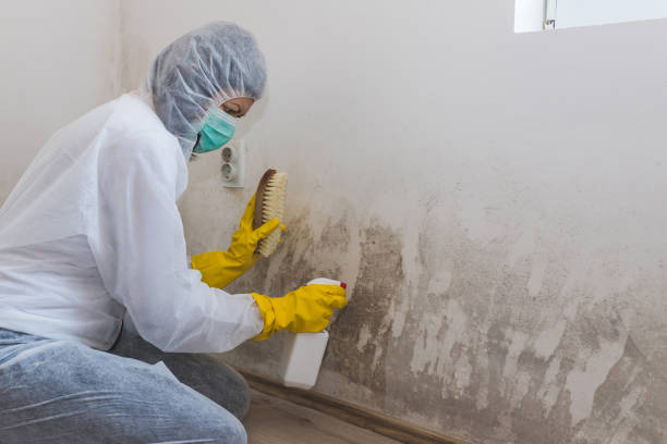 Best Best Mold Removal Companies  in Cortland West, NY