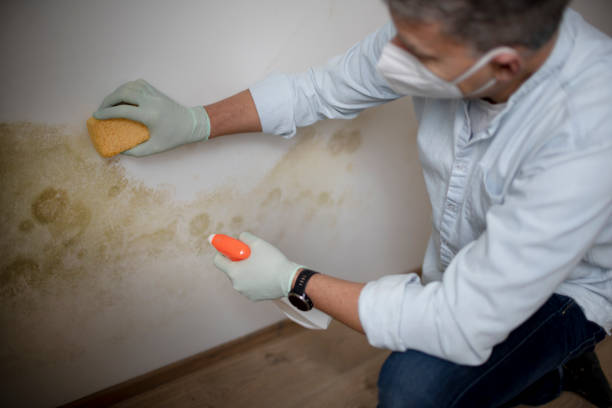 Best Toxic Mold Removal  in Cortland West, NY