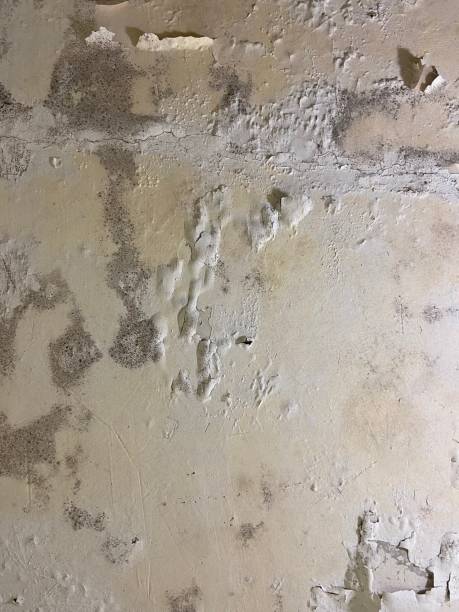 Best Mold Testing  in Cortland West, NY