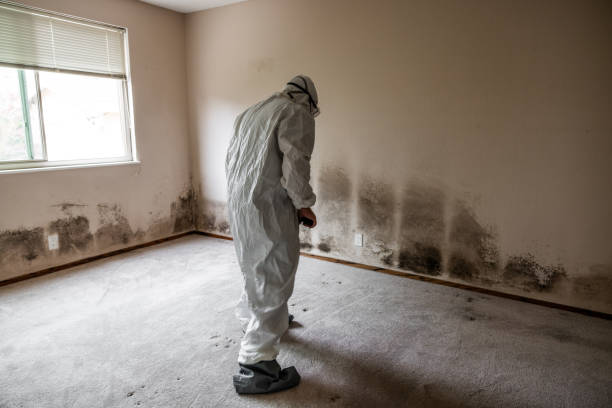 Best Mold Cleaning Services  in Cortland West, NY