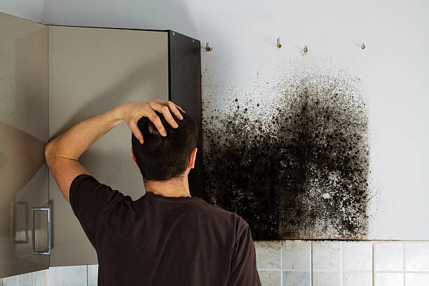 Mold Removal Process in Cortland West, NY