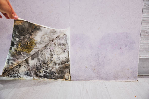 Best Mold Testing  in Cortland West, NY